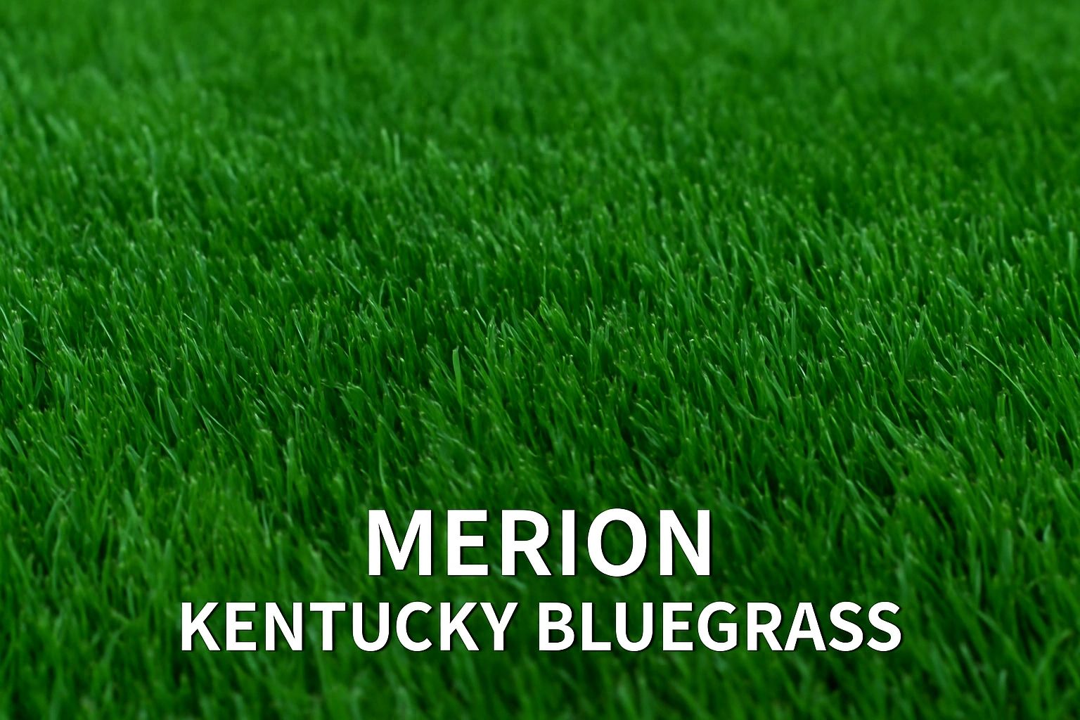 History Of Merion Kentucky Bluegrass (Poa pratensis ‘Merion’)
