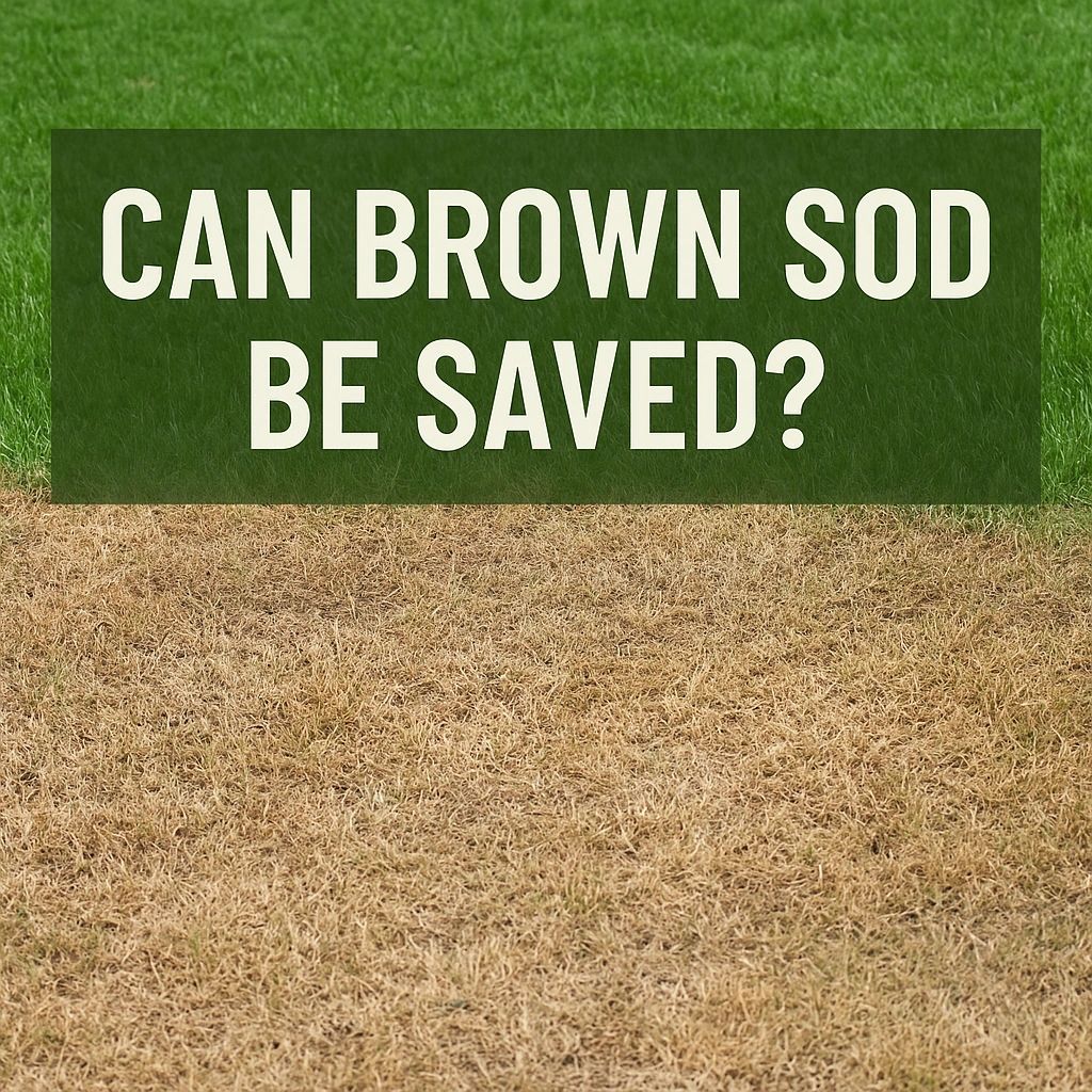  Can Brown Sod Be Saved? How to Tell & What to Do | CT Sod