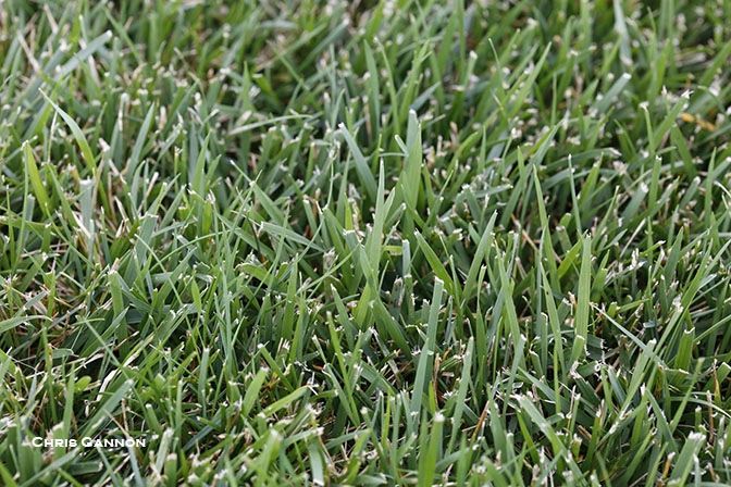 Tall Fescue Close Up