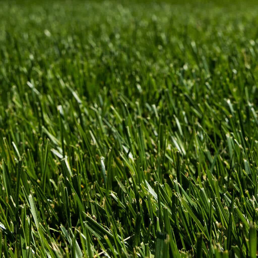 Black Beauty Tall Fescue Sod — dark blue-green premium turf-type fescue