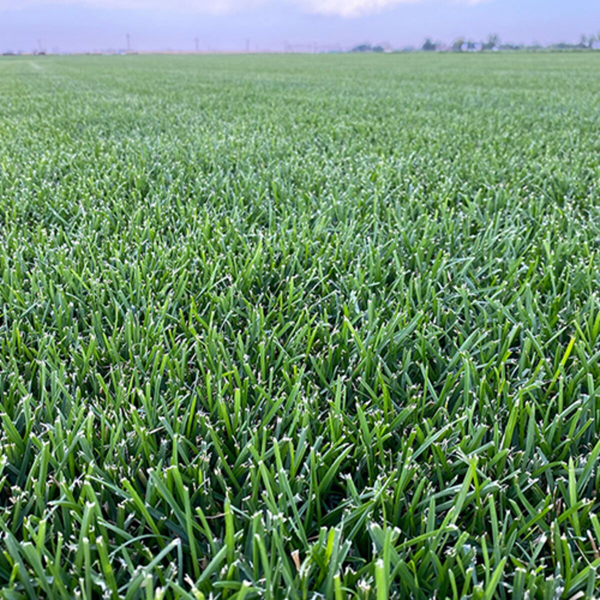 Bluegrass-Fescue blend sod showing balanced color and density