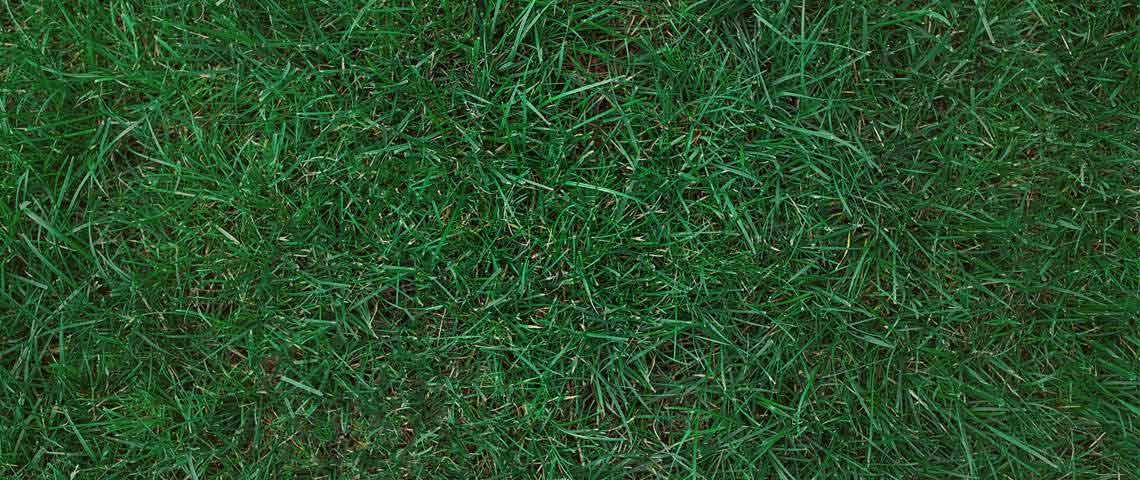 Kentucky Bluegrass sod close-up showing fine dark blue-green blades