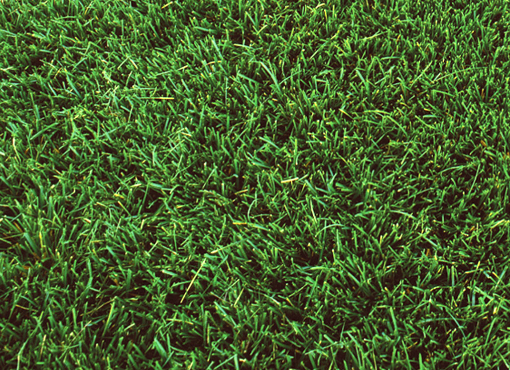 RTF Rhizomatous Tall Fescue sod — the most dog-resistant cool-season sod