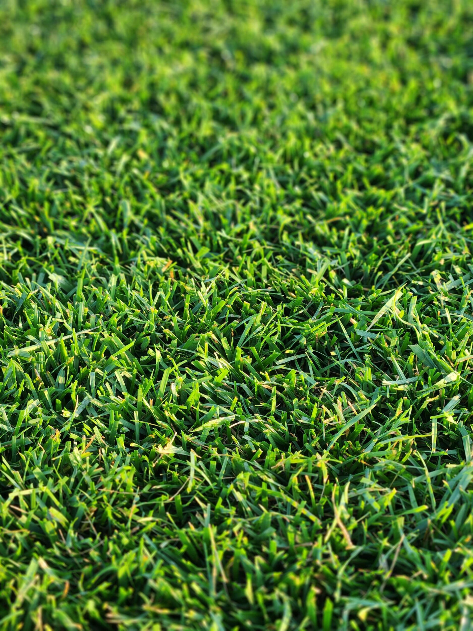 Turf-Type Tall Fescue sod showing deep-rooted wide blades