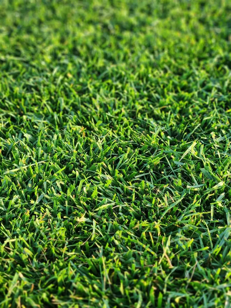 Turf Type Tall Fescue Sod