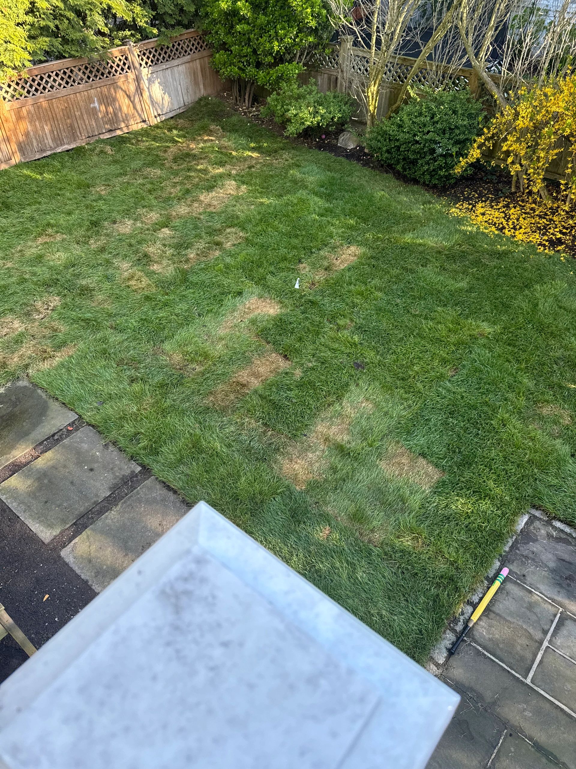 Why Is My New Sod Turning Brown? Causes & Recovery
