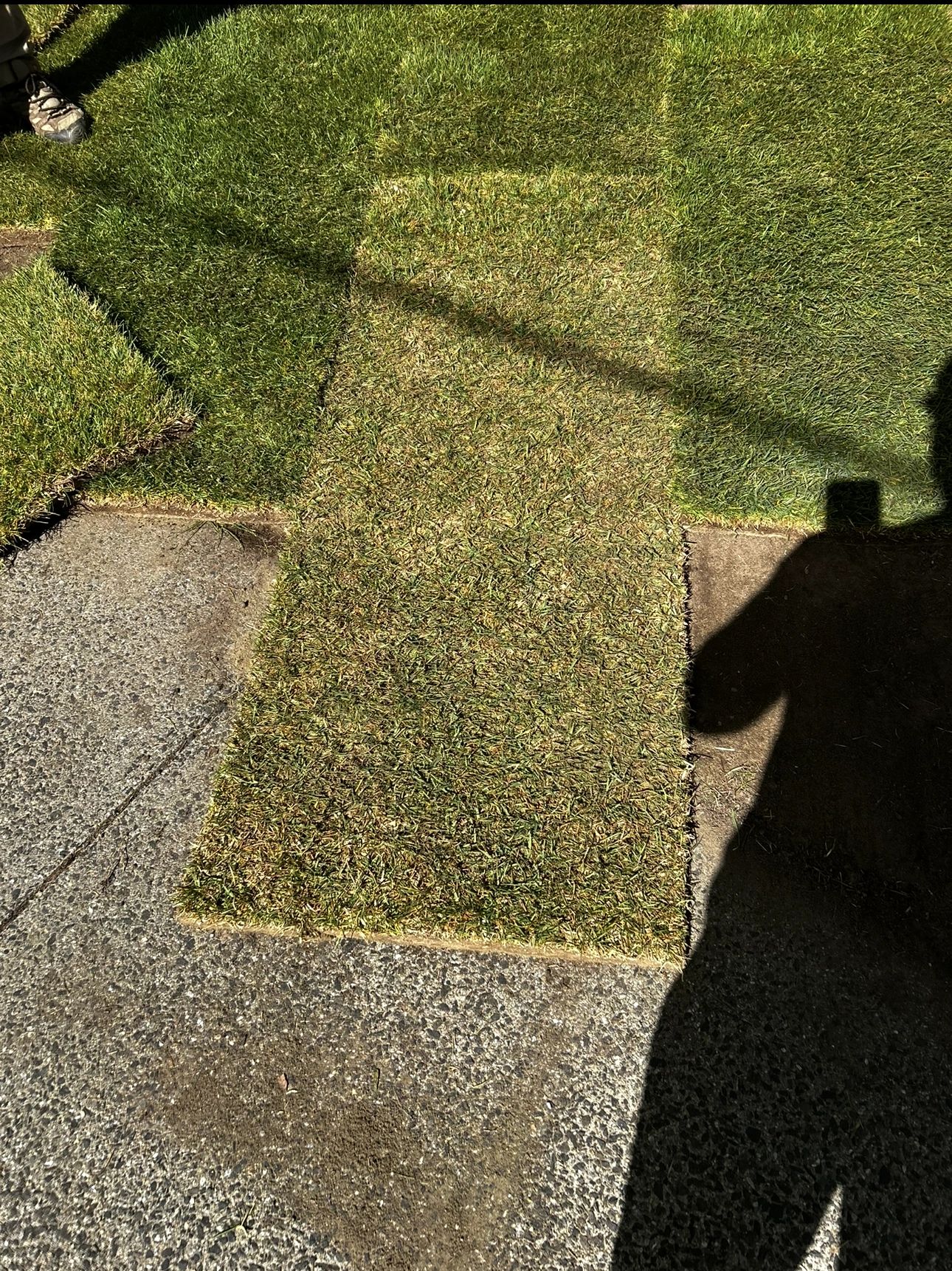 Is Sod Dead If It Turns Yellow? Recovery Guide 
