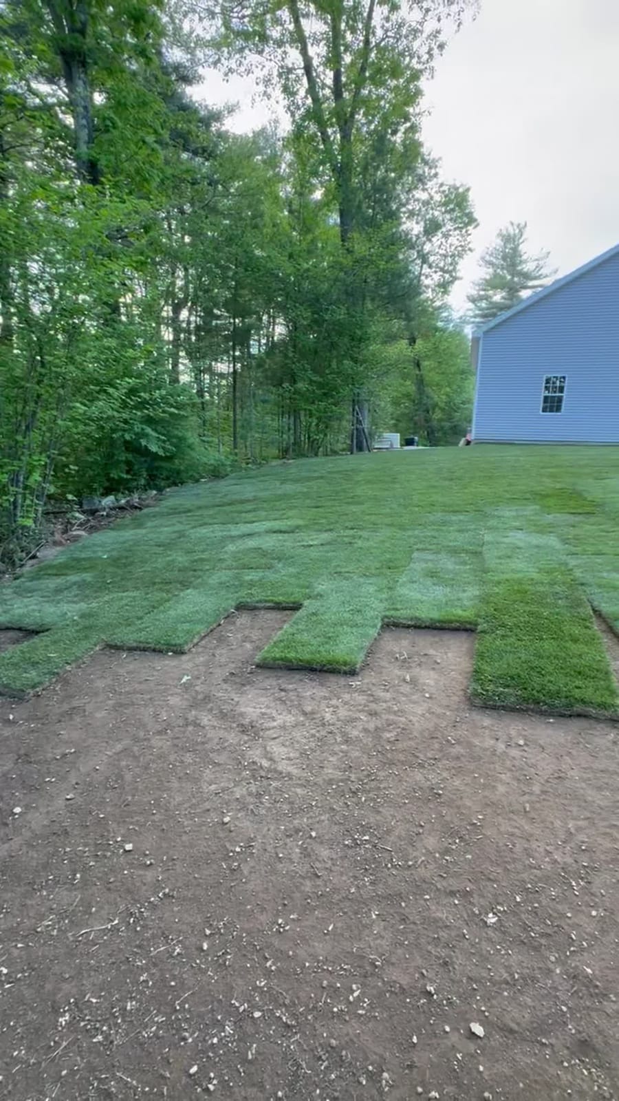 Fresh-cut Kentucky Bluegrass sod strips being laid over prepared soil at a Northeast residential install.